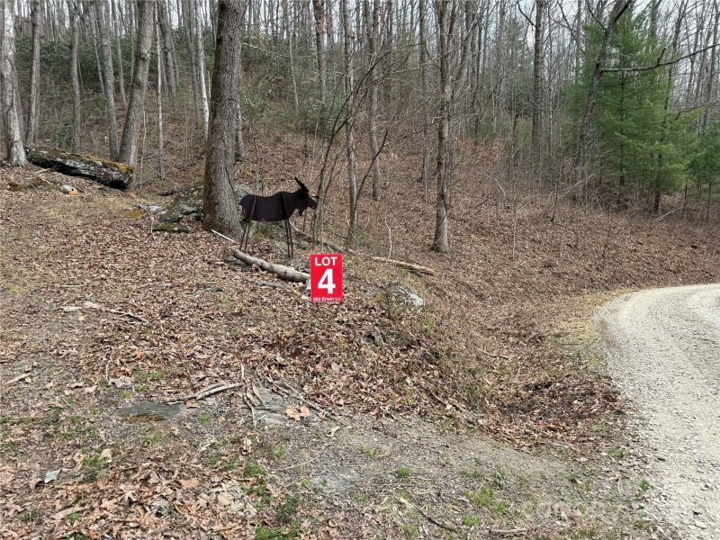 Property image 5 of 262 Erwin Lane in Moose Creek, Waynesville, NC 28785