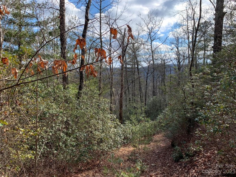 Property image 3 of 91 Laurel Thicket Lane in Big Hill, Brevard, NC 28712