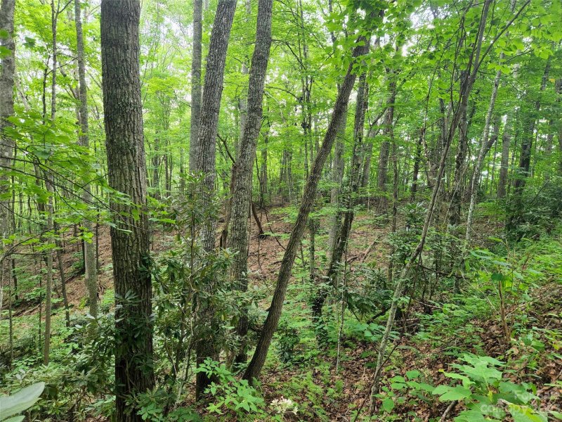 Property image 3 at 19 Connies Cove, Waynesville, NC 28785