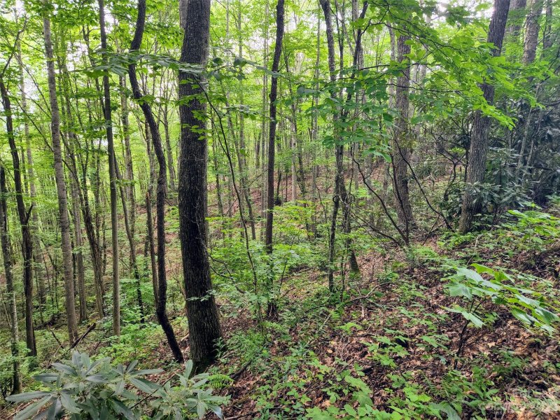 Property image 5 at 19 Connies Cove, Waynesville, NC 28785