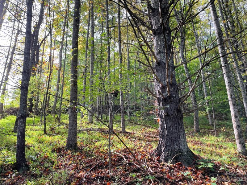 Property image 5 at 00 Lambent Lane, Burnsville, NC 28714