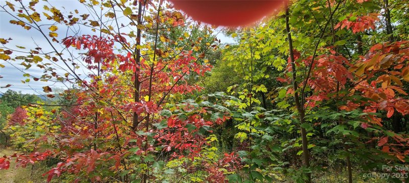 Property image 3 of 51 Wolverine Court in The Willows, Waynesville, NC 28785