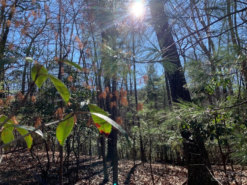 000 Timberlane Drive