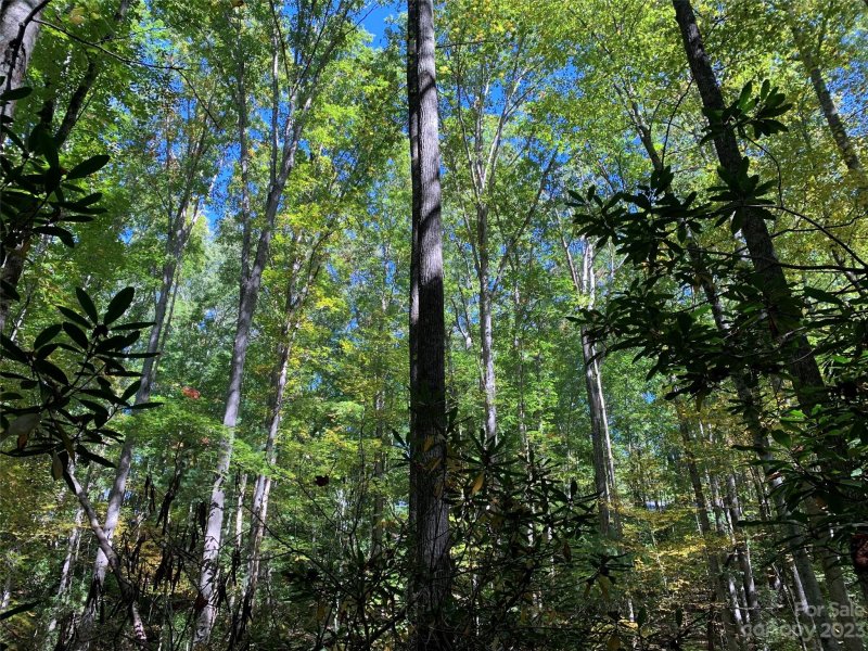 Property image 4 at 000 Timberlane Drive, Pisgah Forest, NC 28768