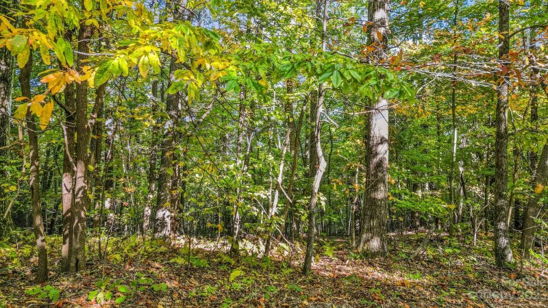 Property image 4 of 954 River Ridges Road in Green River Ridges, Hendersonville, NC 28739