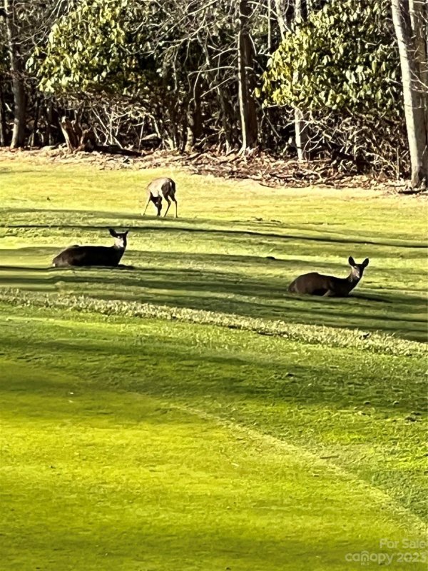 Property image 4 of 000 Bee Tree Lane in Wolf Laurel, Mars Hill, NC 28754