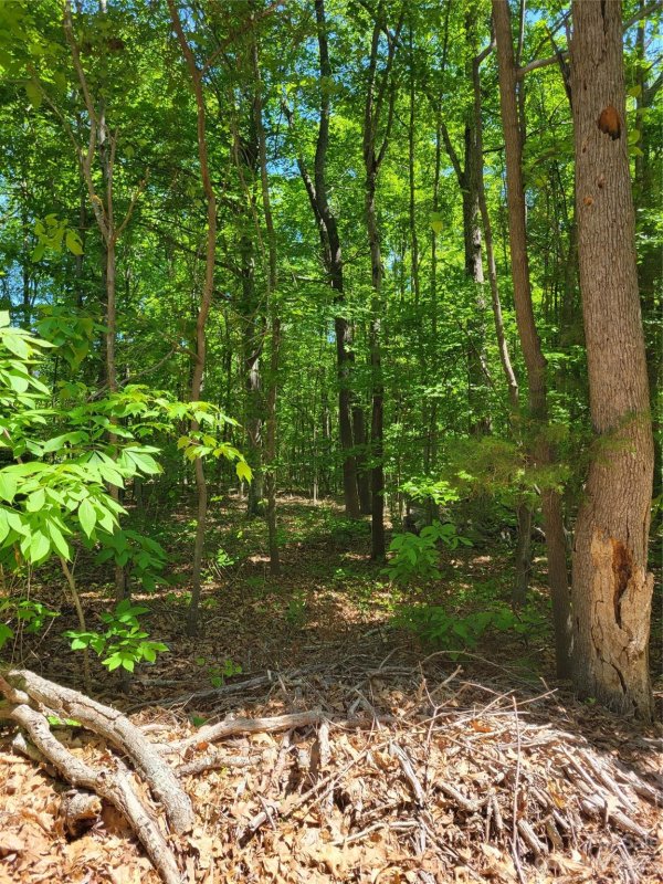 Property image 4 at 5213 Goldcrest Drive, Indian Trail, NC 28079