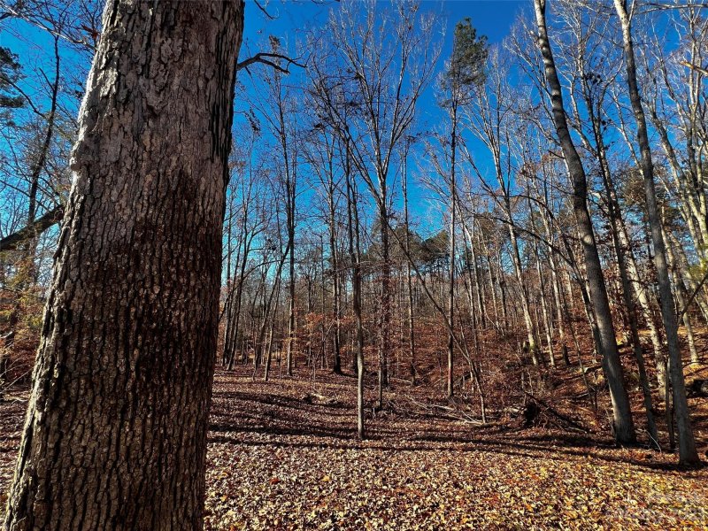 Property image 5 of 146 Copper Pine Lane in Copper Pine, Davidson, NC 28036