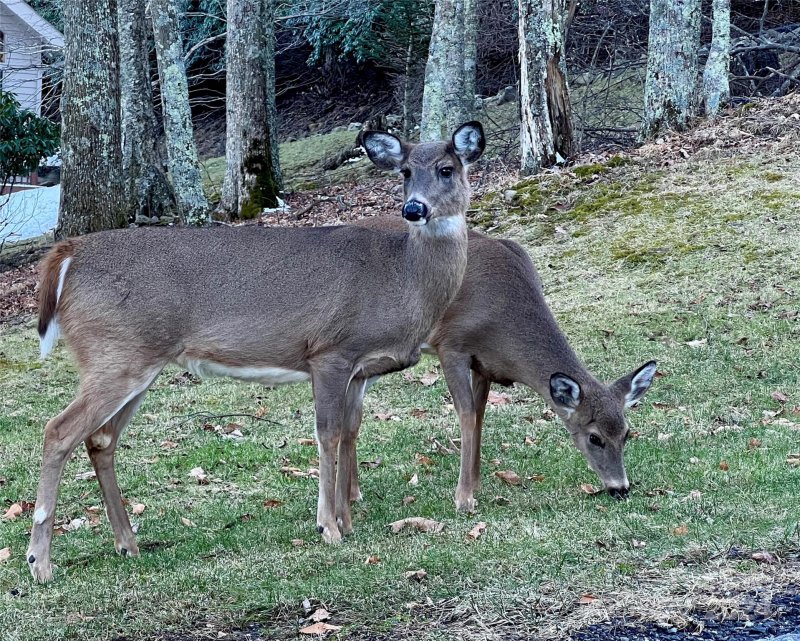 Property image 3 of 000 Flame Azalea Lane in Wolf Laurel Heights, Mars Hill, NC 28754