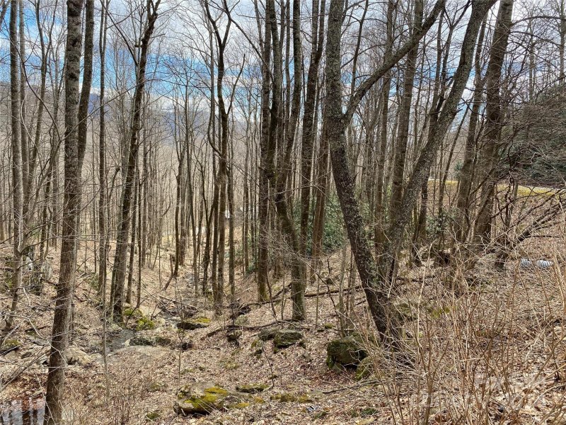 Property image 5 of 55 Great Aspen Way in Laurel Ridge, Black Mountain, NC 28711