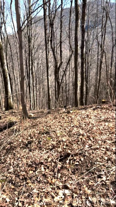 Property image 4 at 1191 Davy Crockett Drive, Maggie Valley, NC 28751