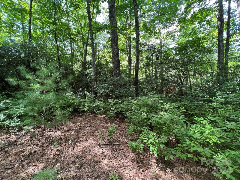 Property image 5 of 0000 Courtney Court in Big Hill, Brevard, NC 28712