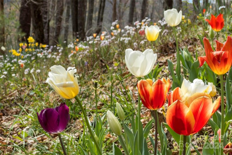 Property image 3 at 1506 Mckenzie Way, Old Fort, NC 28762