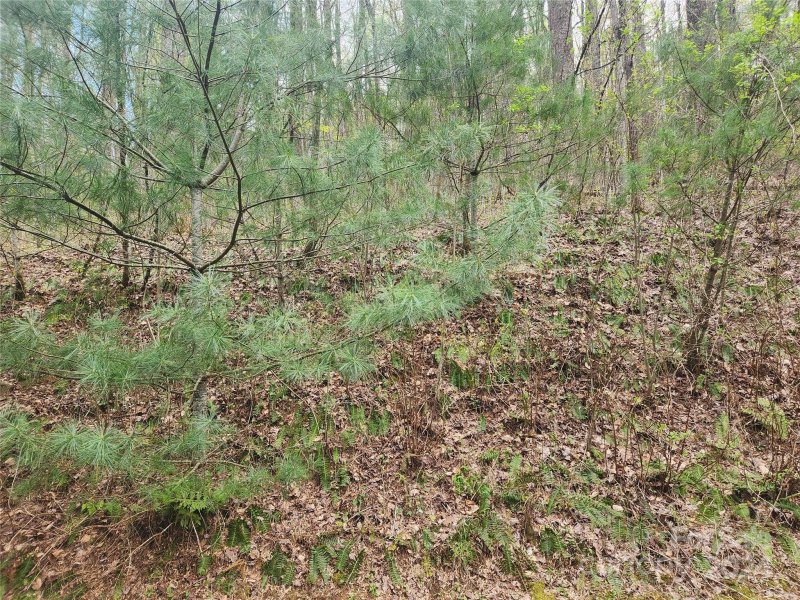 Property image 5 of 573 Solomon Circle in Pathways Of Solomon, Hendersonville, NC 28739