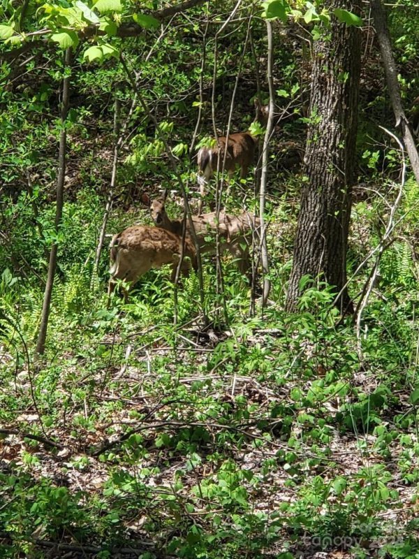 Property image 5 at 40 Mountain Watch Drive, Waynesville, NC 28785