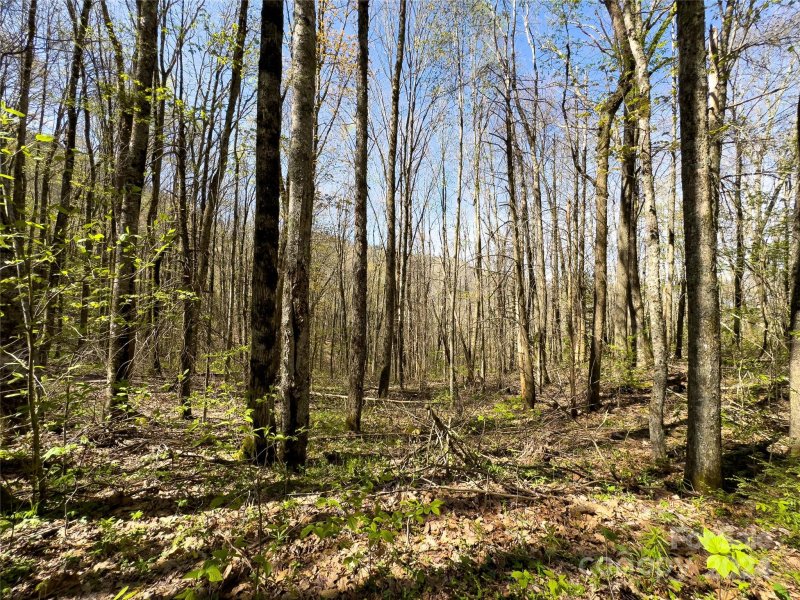 Property image 3 at Lot 80 Shangri Lane, Qualla, NC 28719