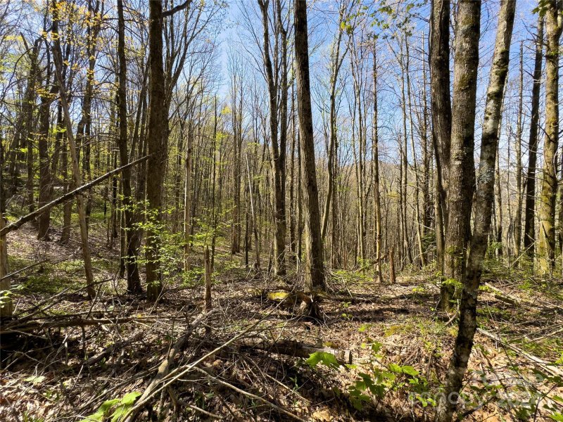 Property image 4 at Lot 80 Shangri Lane, Qualla, NC 28719