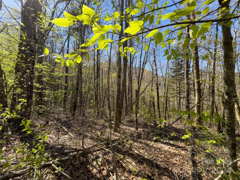 Property image 5 at Lot 80 Shangri Lane, Qualla, NC 28719