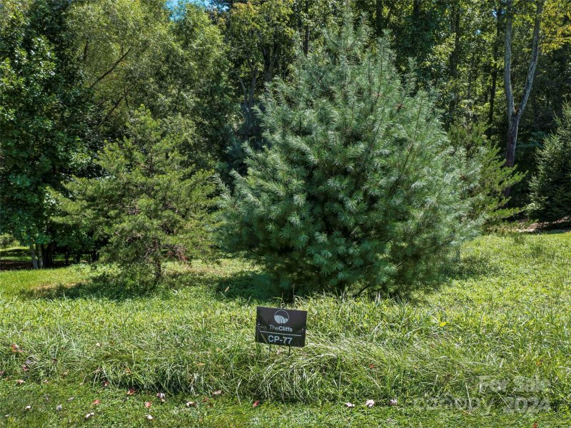 Property image 2 of 19 Mountain Orchid Way in The Cliffs at Walnut Cove, Arden, NC 28704