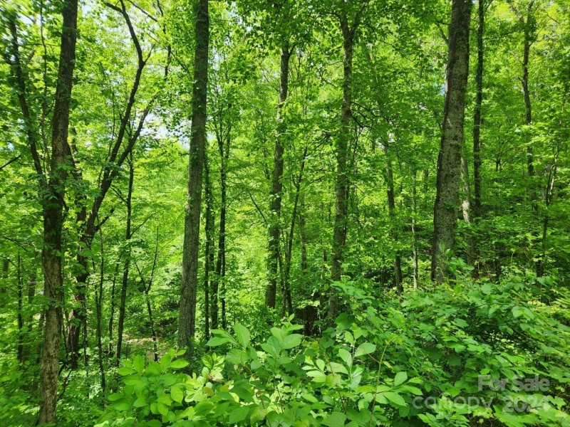 Property image 3 of 000 Chandra Lane in Mount Soma, Leicester, NC 28748