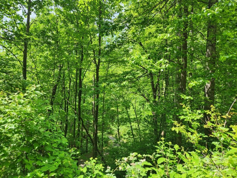 Property image 5 of 000 Chandra Lane in Mount Soma, Leicester, NC 28748