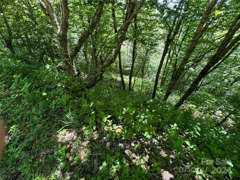 Property image 4 at 346 Birch Springs Lane, Mars Hill, NC 28754