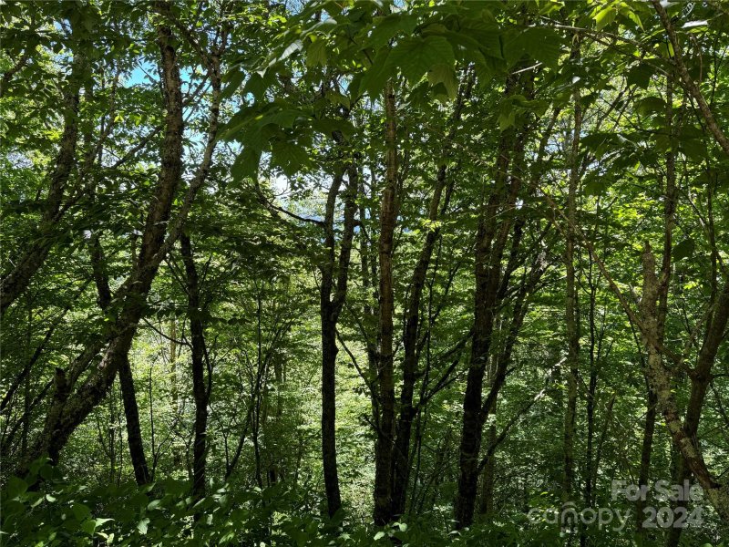 Property image 5 at 346 Birch Springs Lane, Mars Hill, NC 28754