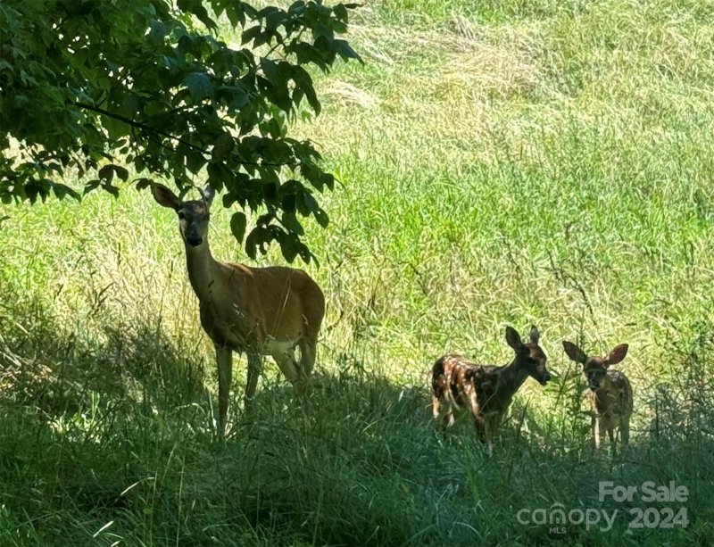 Property image 3 at 000 Big Rocky Top Drive, Weaverville, NC 28787