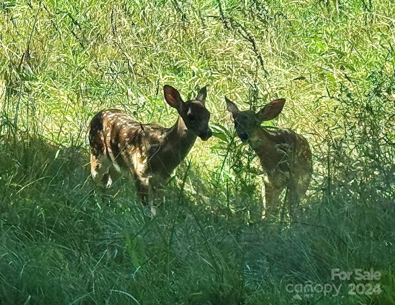 Property image 4 at 000 Big Rocky Top Drive, Weaverville, NC 28787