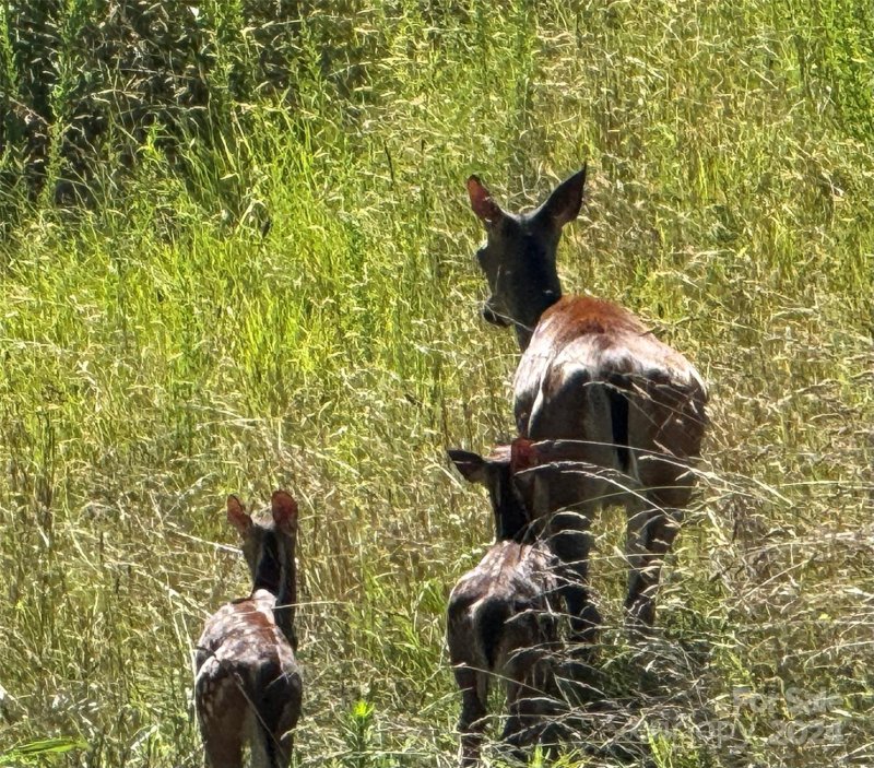 Property image 5 at 000 Big Rocky Top Drive, Weaverville, NC 28787