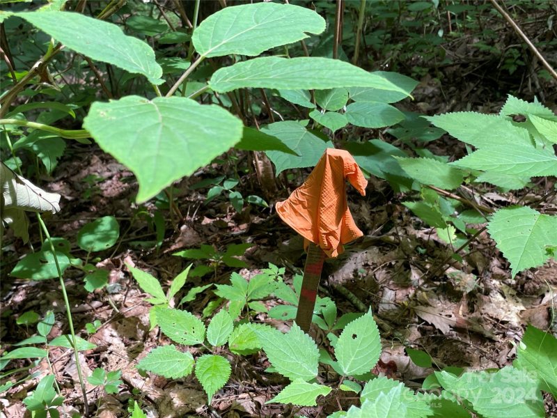 Property image 2 at 00 Eastatoe Gap Road, Rosman, NC 28772