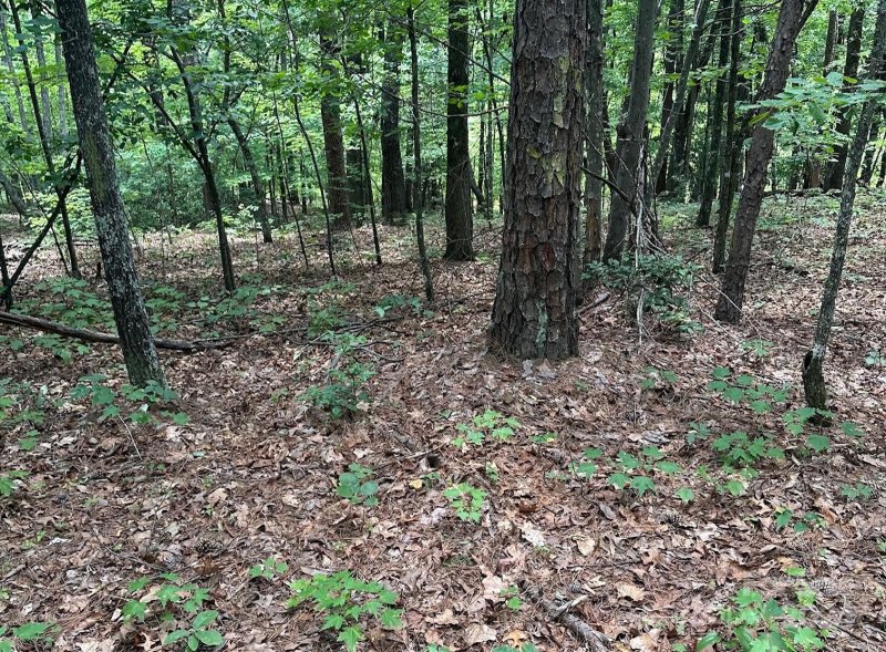 Property image 4 at Tbd Nors Way, Lake Lure, NC 28746