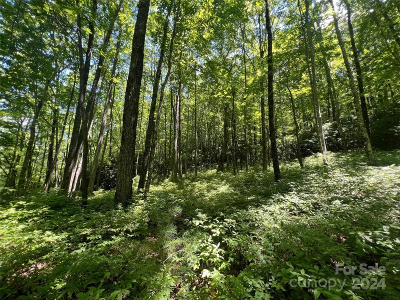 Property image 5 at 000 Courtney Court, Brevard, NC 28712