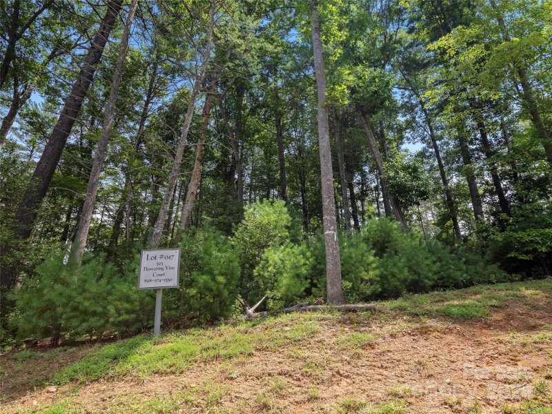 Property image 3 of 323 Flowering Vine Court in Ramble Biltmore Forest, Asheville, NC 28803