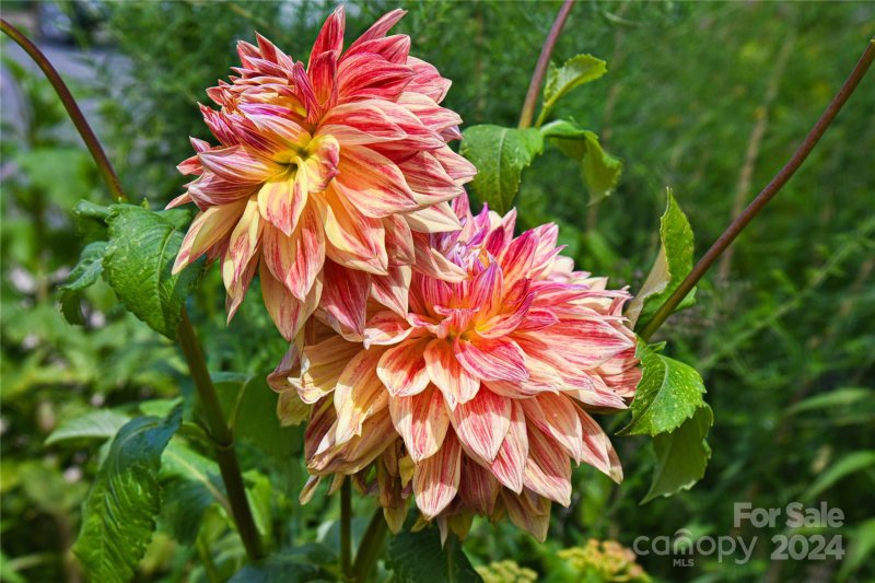 Property image 5 at 85 Wheeler Road, Weaverville, NC 28787