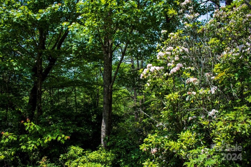 Property image 3 of Tbd Fox Den Road in Oak Laurel, Brevard, NC 28712