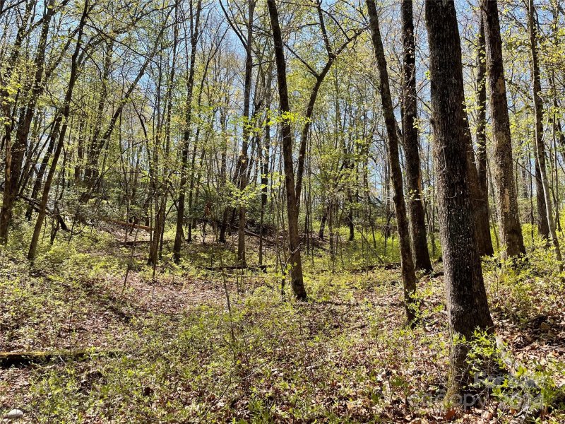 Property image 5 at Tbd Dudi Court, Brevard, NC 28712