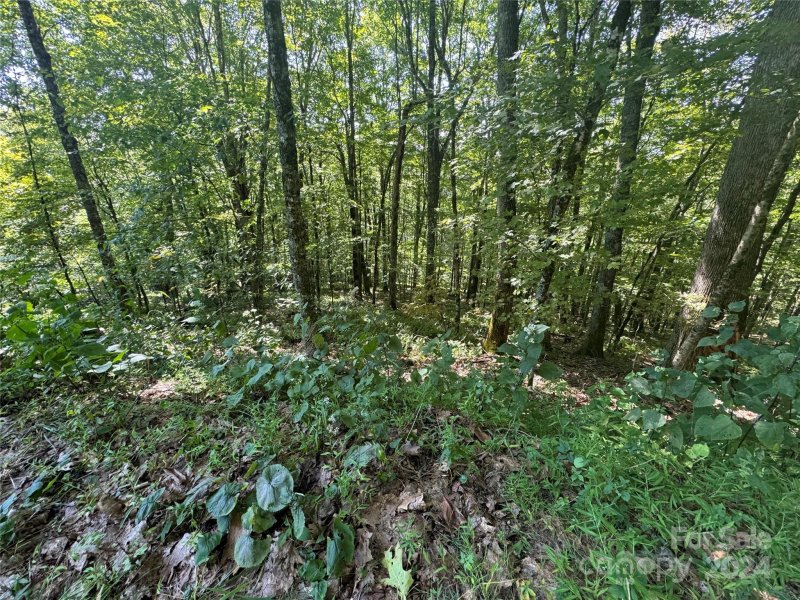 Property image 3 of 229 Hanging Rock Road in Wolf Laurel, Mars Hill, NC 28754