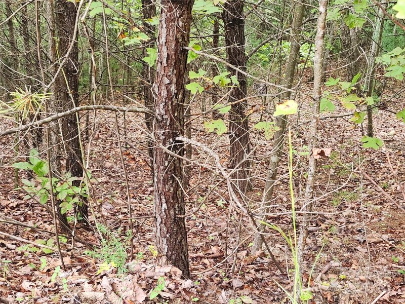 Property image 2 of Lot 104 Boysenberry Drive in Blackberry Creek, Nebo, NC 28761