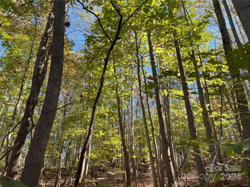 Tbd Brindlewood Drive