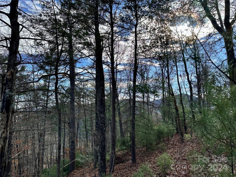 Property image 5 of 625 White Water Way in French Broad Crossing, Marshall, NC 28753