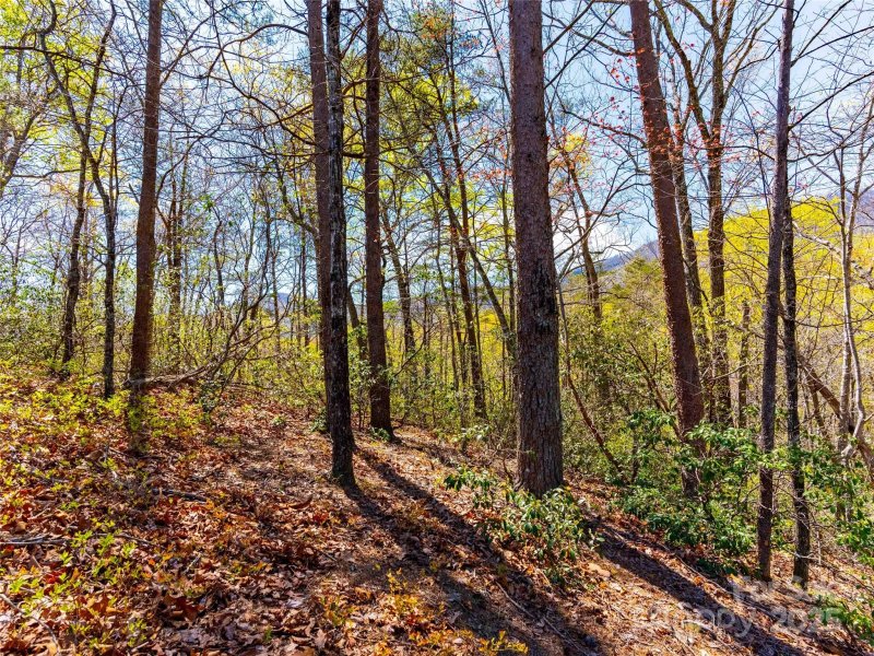 Property image 5 of 107 Deep Gap Road in Brights Creek, Mill Spring, NC 28756