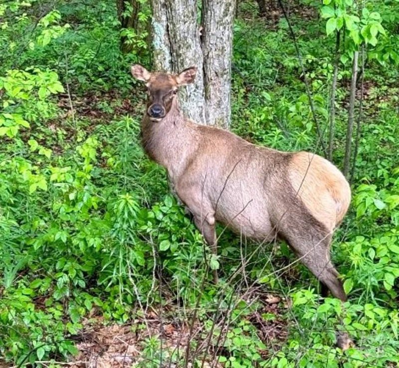 Property image 2 at 228 Mountain Laurel Road, Maggie Valley, NC 28751