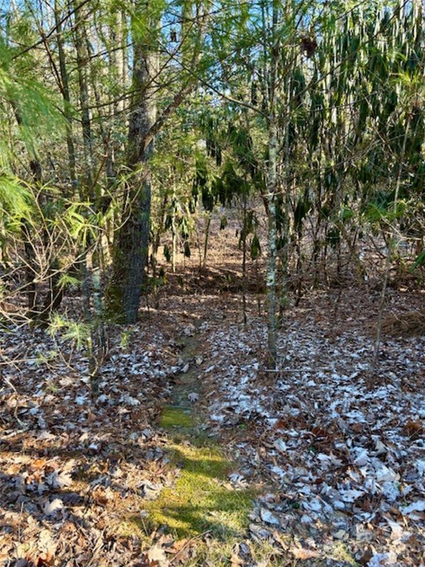 Property image 4 of 99999 Small Creek Road in Blackberry Cove, Brevard, NC 28712