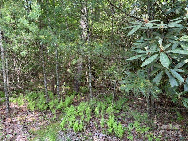 Property image 5 of 99999 Small Creek Road in Blackberry Cove, Brevard, NC 28712