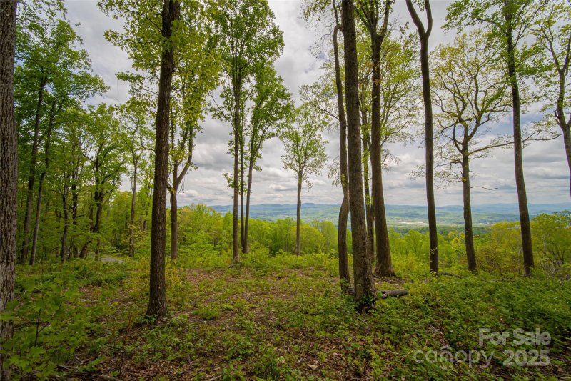 000 Mountain Grove Lane