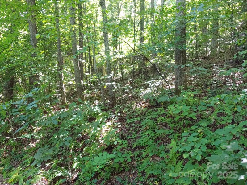 Property image 3 of 0000 Thomasville Lane in Chestnut Hills, Gerton, NC 28735