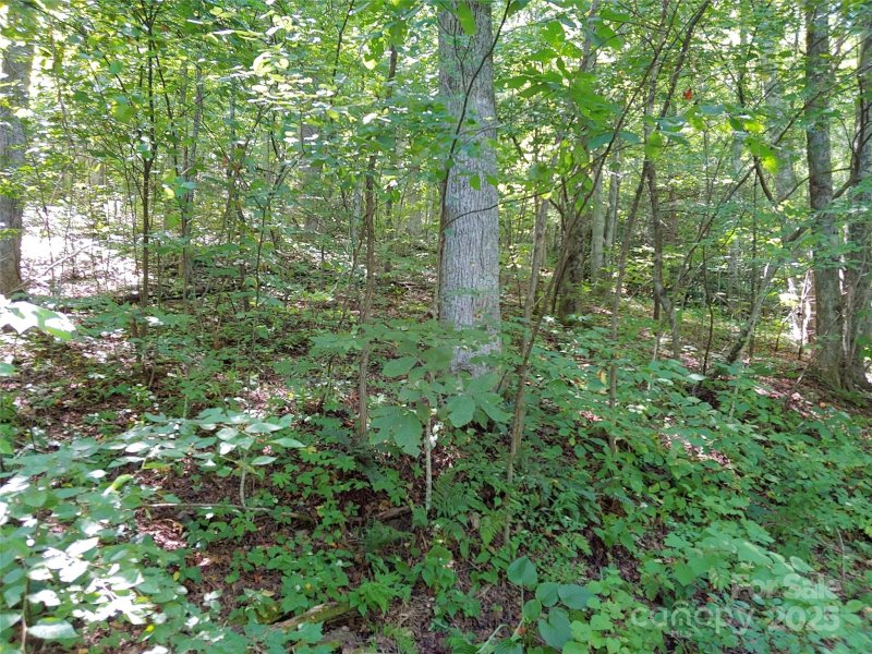 Property image 4 of 0000 Thomasville Lane in Chestnut Hills, Gerton, NC 28735