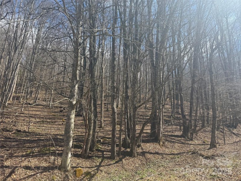 Property image 3 at 14 Lower Trillium Lane, Mars Hill, NC 28754