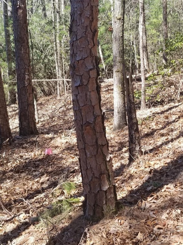 Property image 3 at 162 Bear Landing Drive, Hendersonville, NC 28792